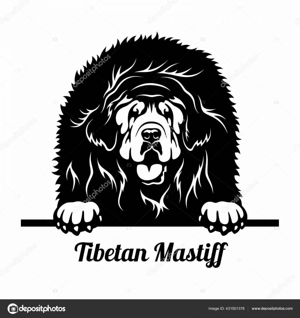 Coloring live Tibetan Mastiff