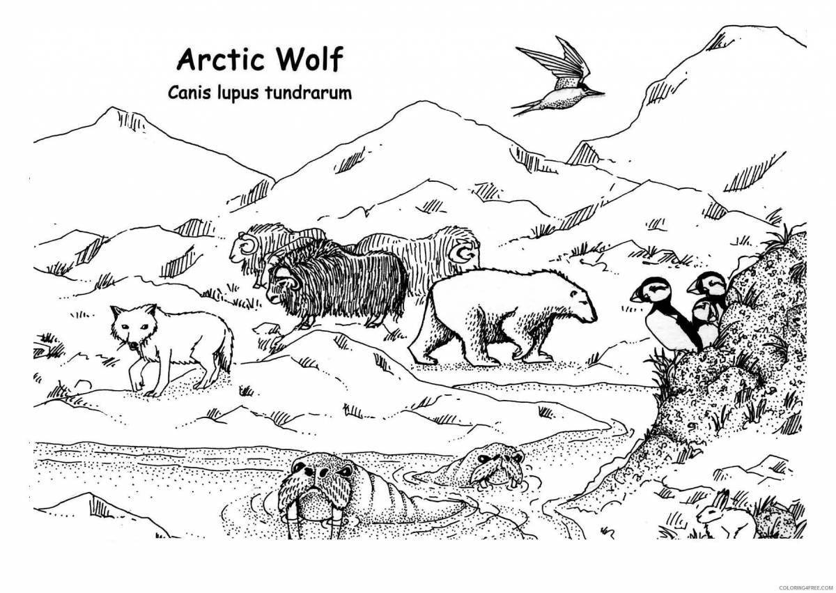 Cute tundra animal coloring book