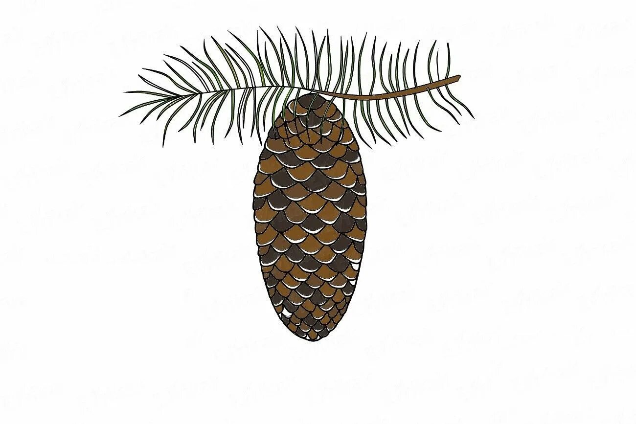 Holiday coloring fir cone