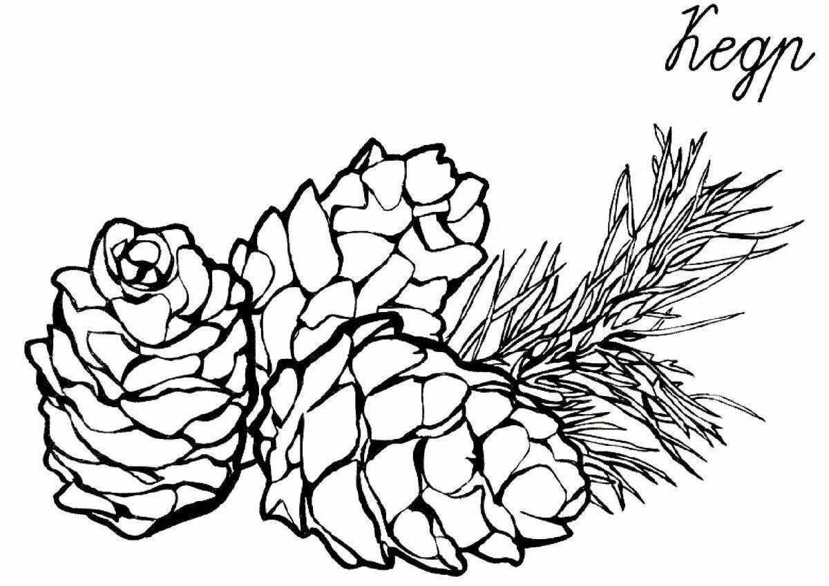 Spruce cone shining coloring book