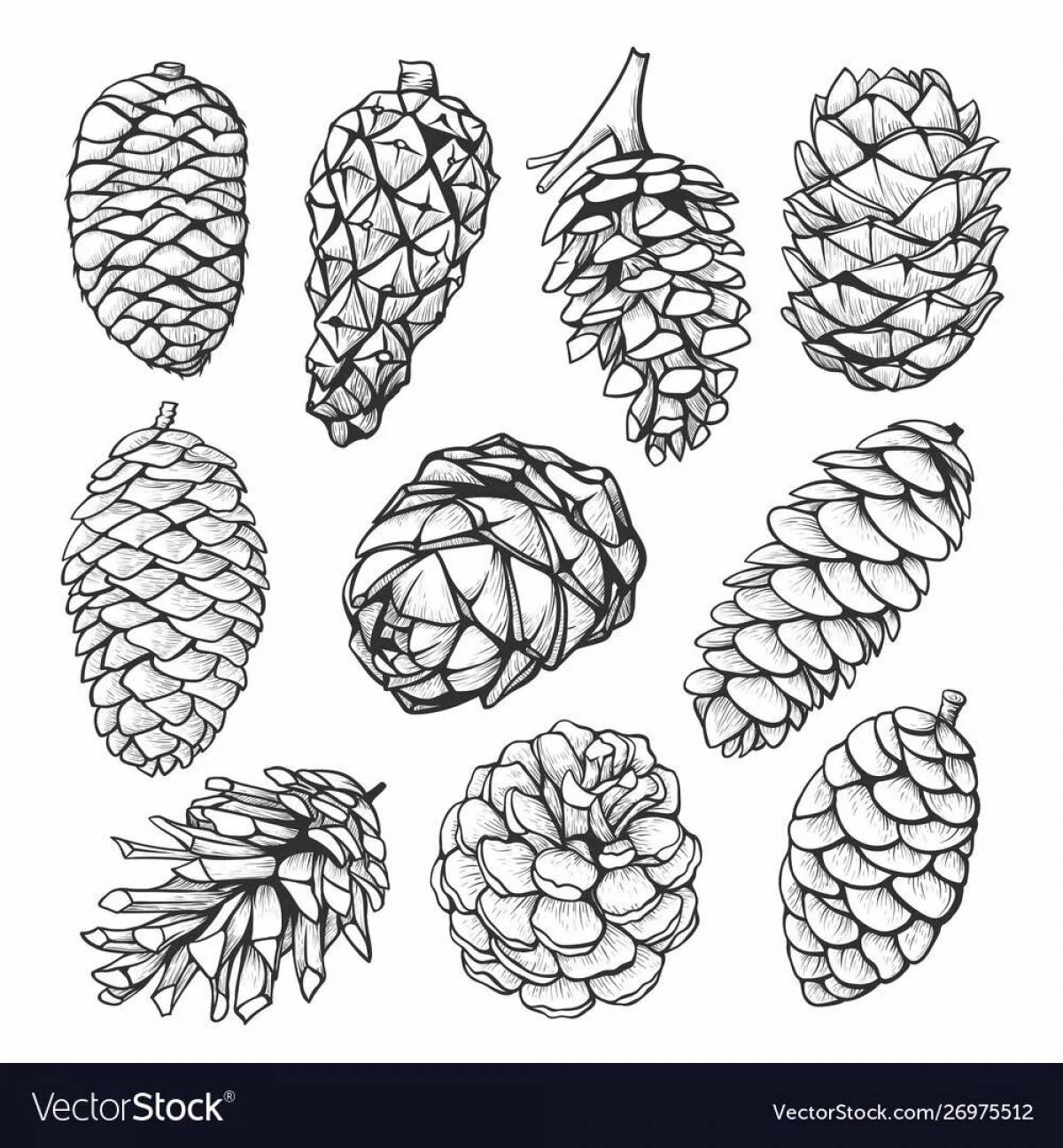 Spruce cone glossy coloring book