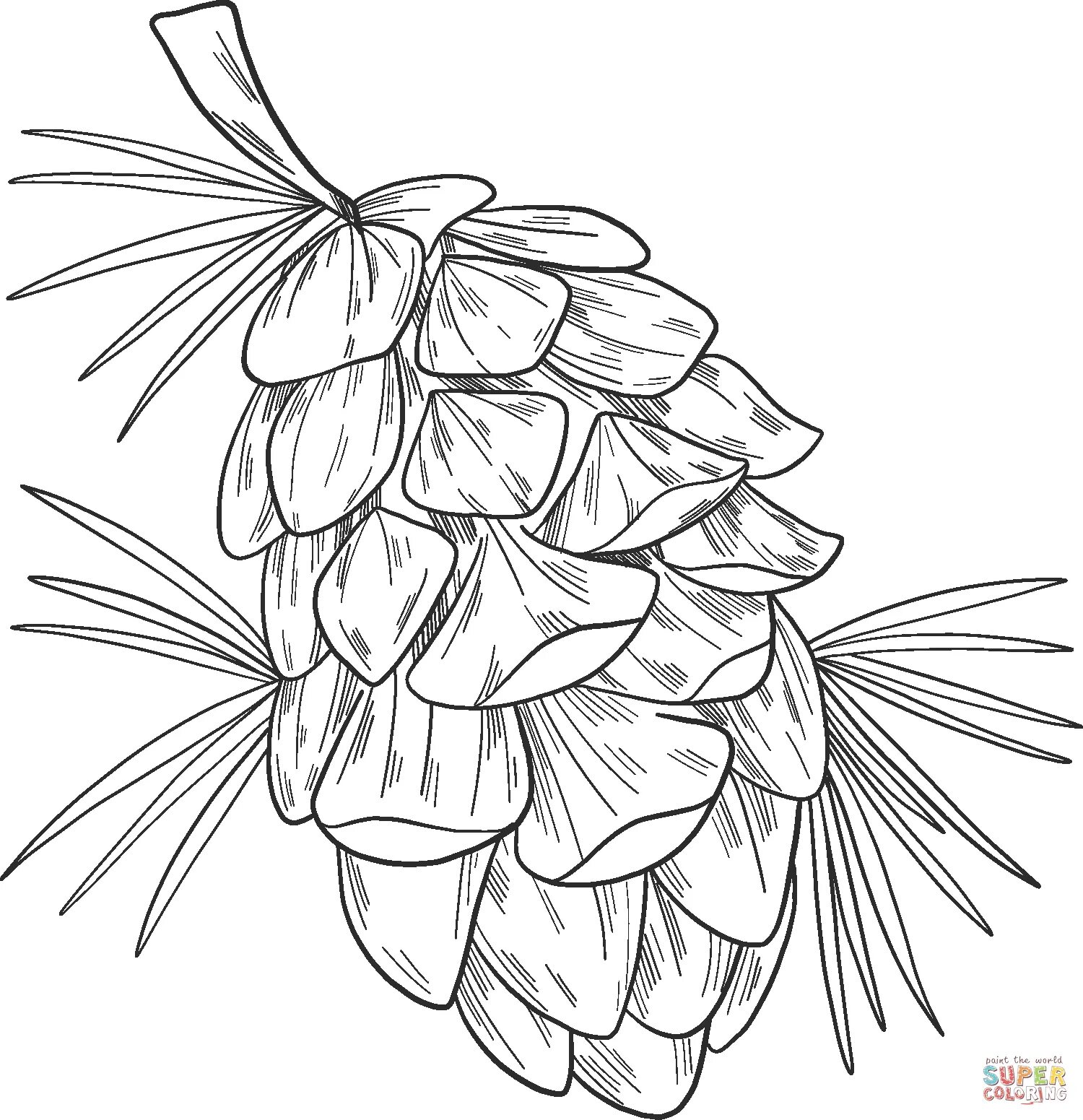 Spruce cone dazzling coloring book