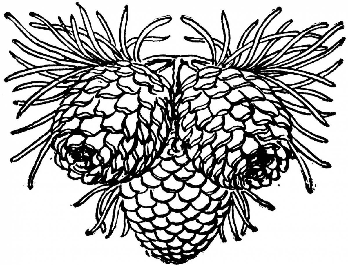 Big fir cone coloring page