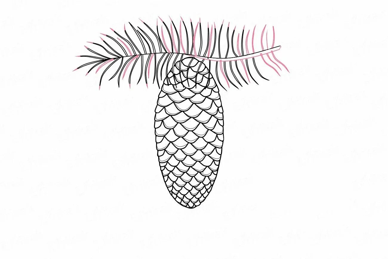 Great spruce cone coloring book