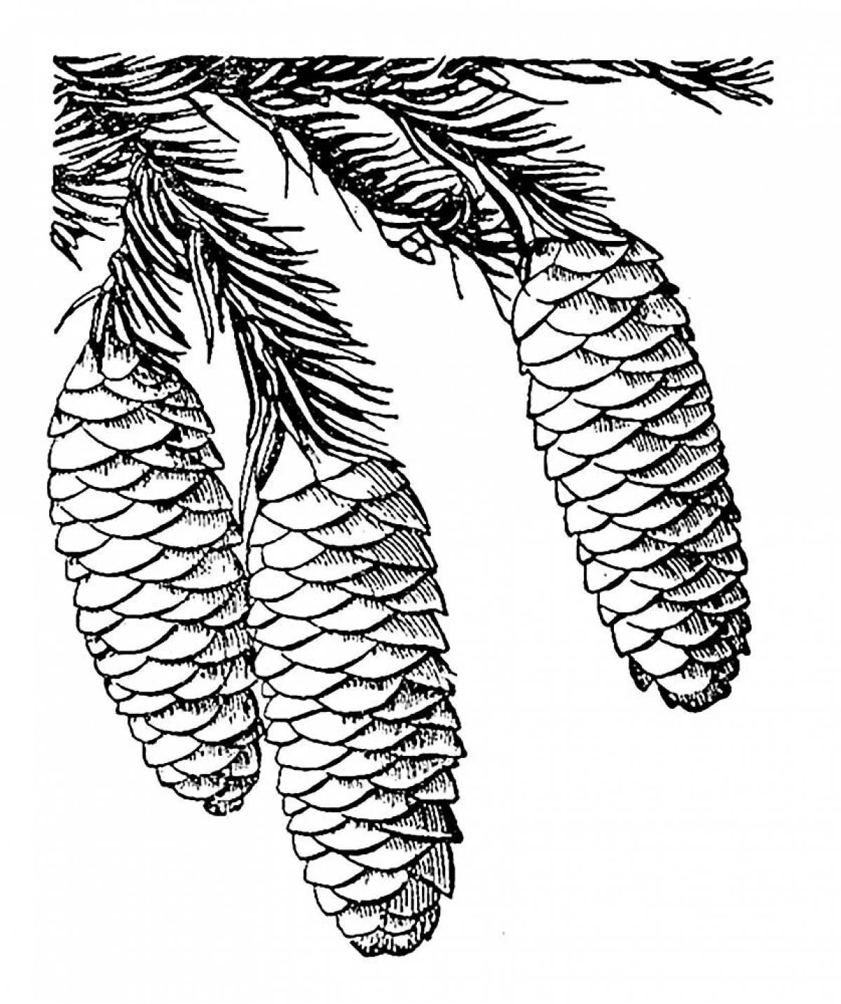 Elegant spruce cone coloring book