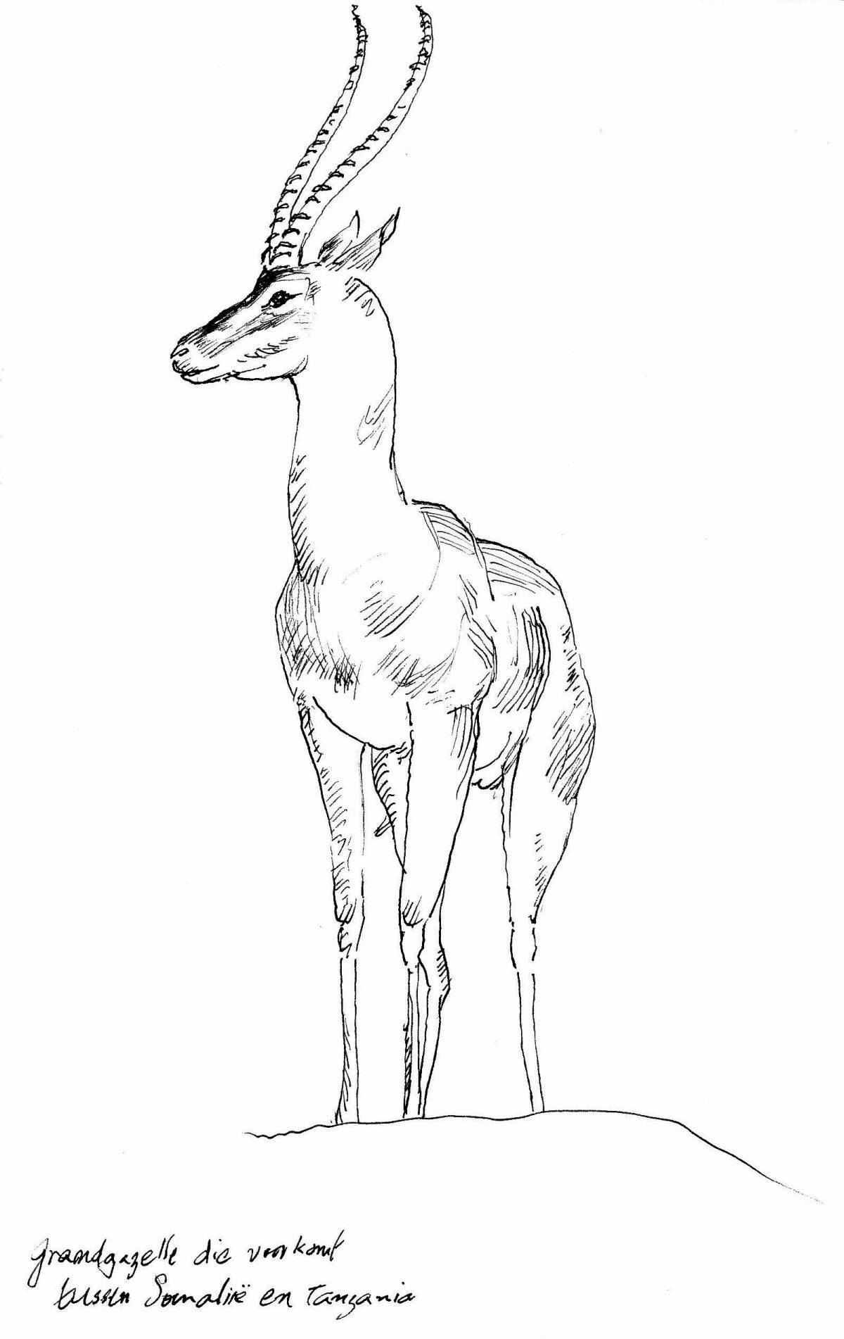 Charming gazelle coloring book