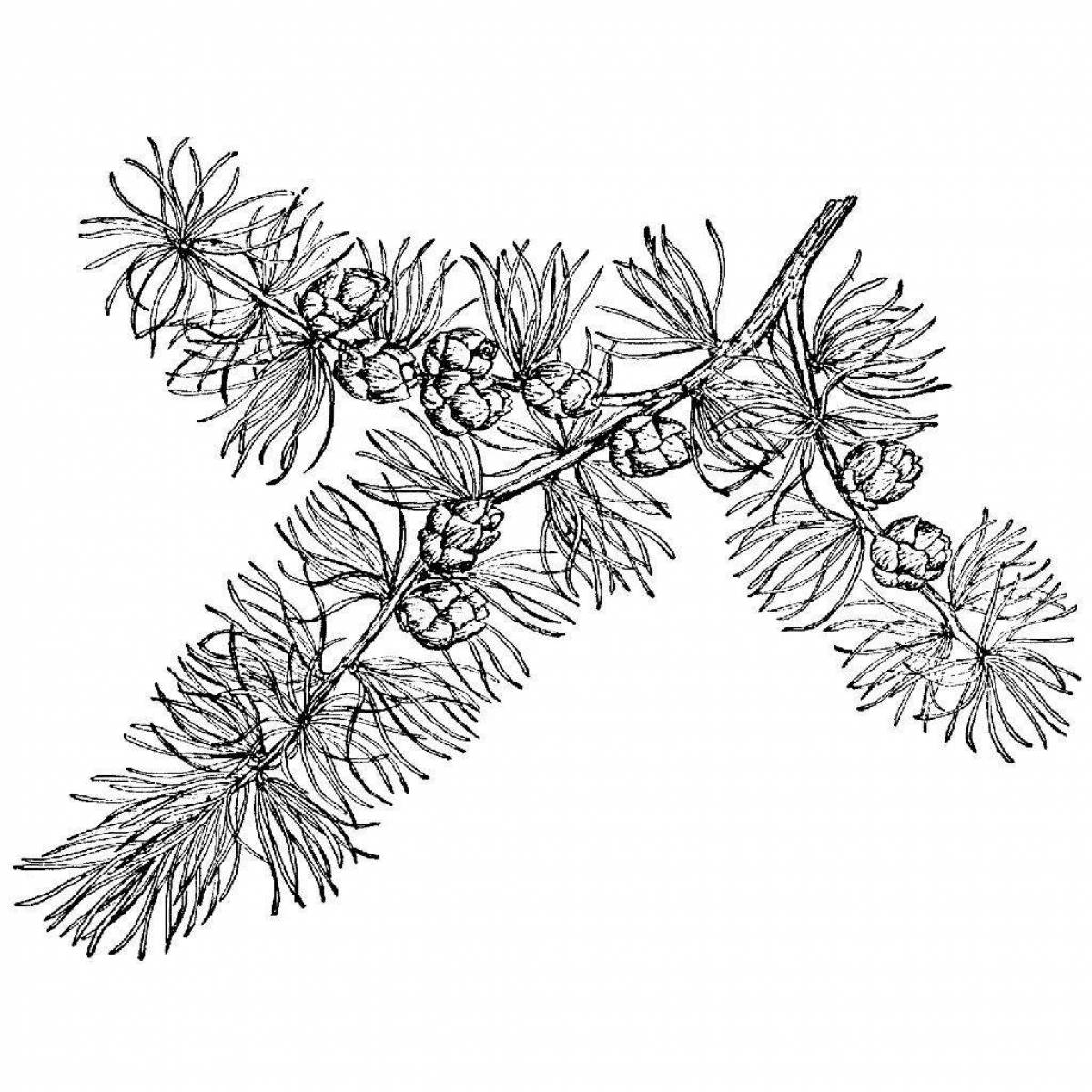 Adorable spruce branch coloring page