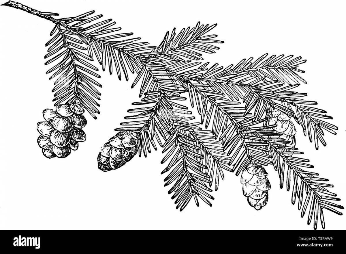 Glittering spruce branch coloring page
