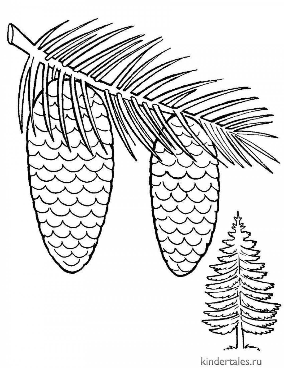 Sparkling spruce branch coloring page