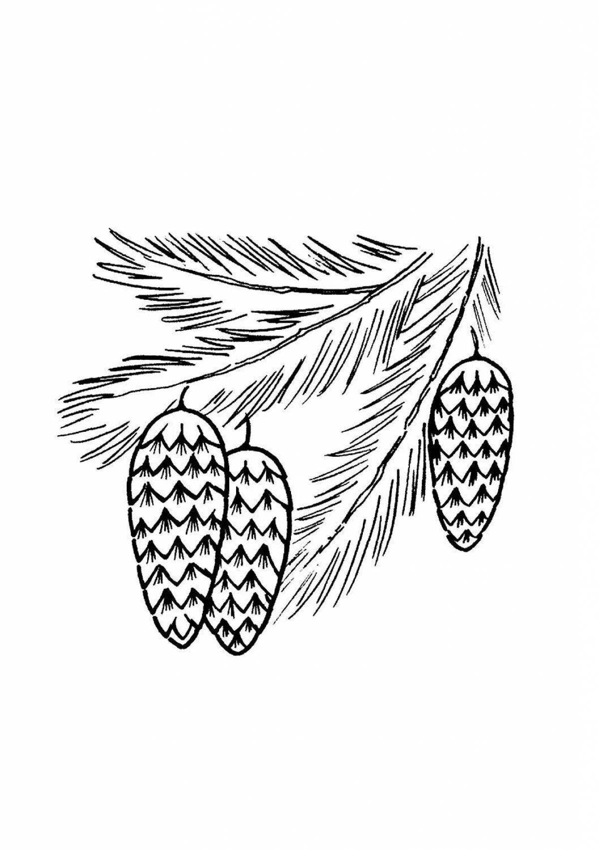 Coloring page dazzling spruce branch