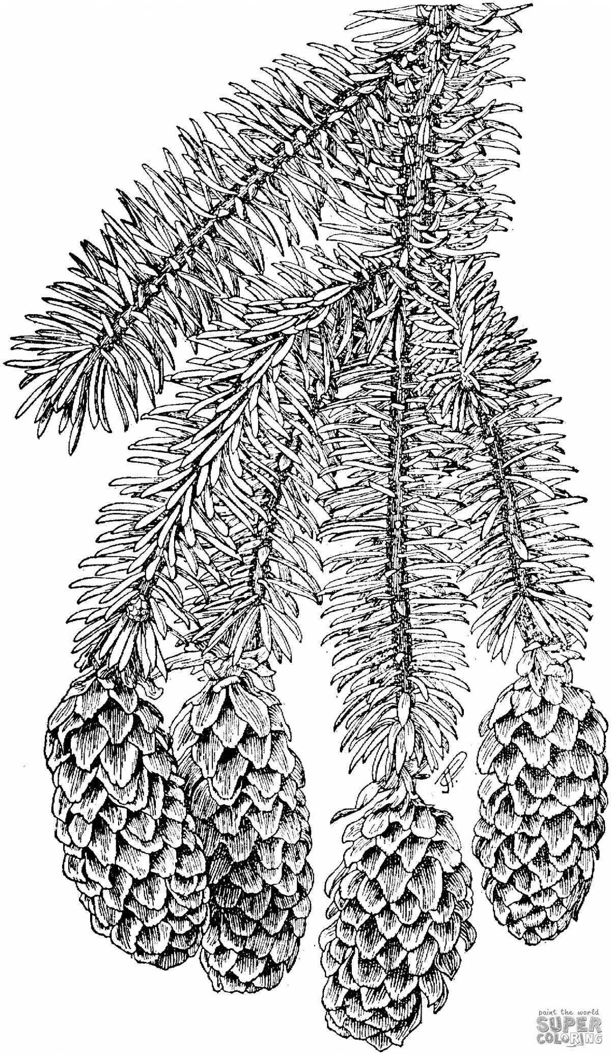 Coloring page fascinating spruce branch