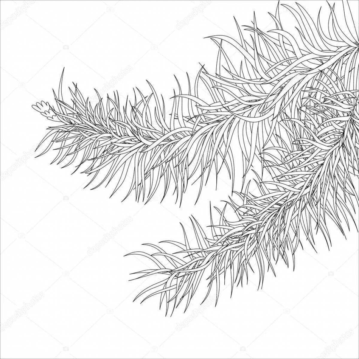 Coloring page inviting spruce branch