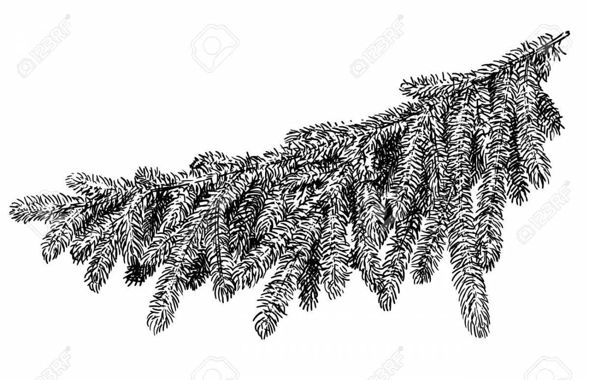 Coloring page attractive spruce branch
