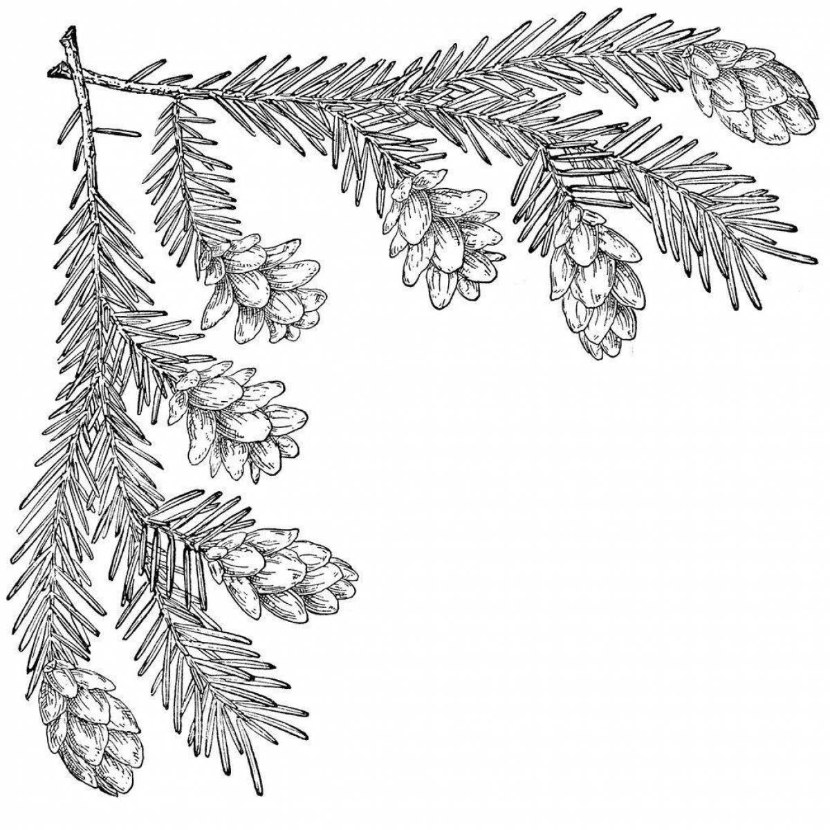 Coloring page cheerful spruce branch