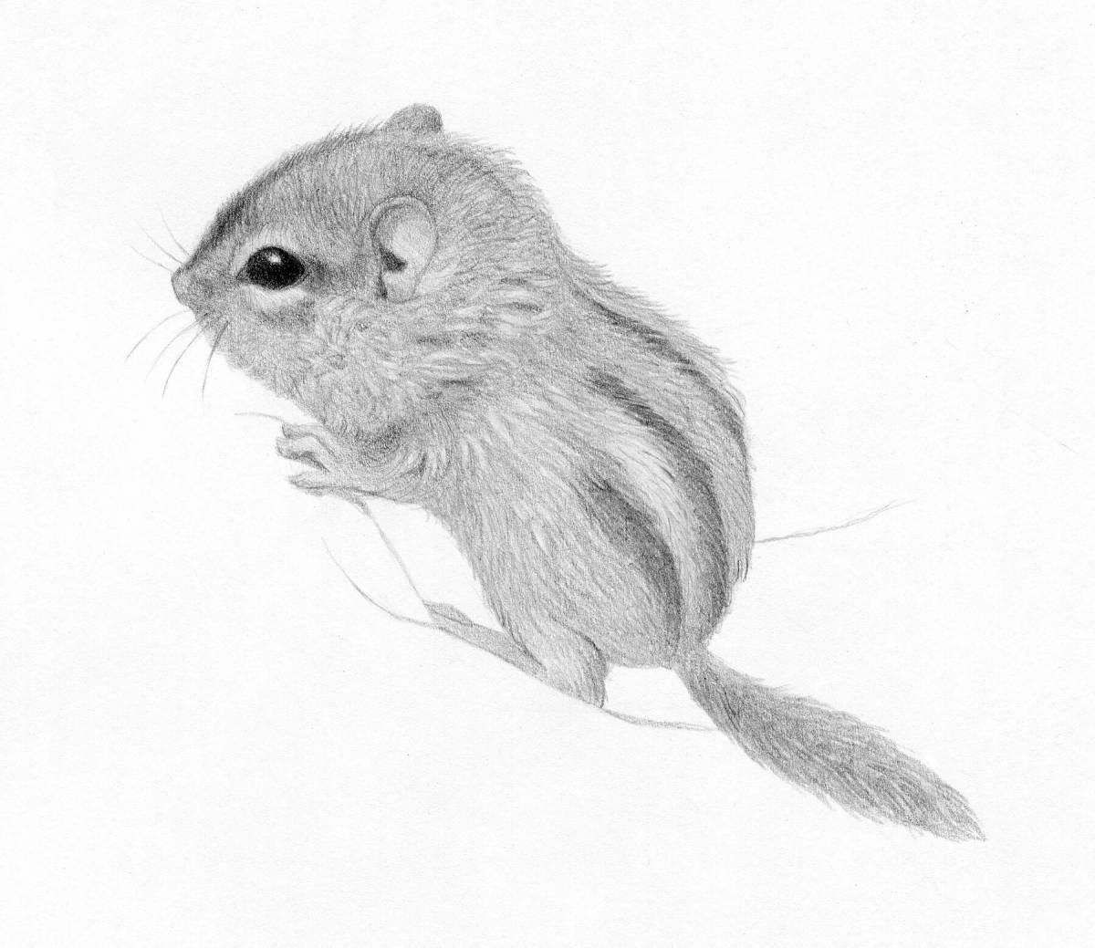 Coloring book glowing forest dormouse