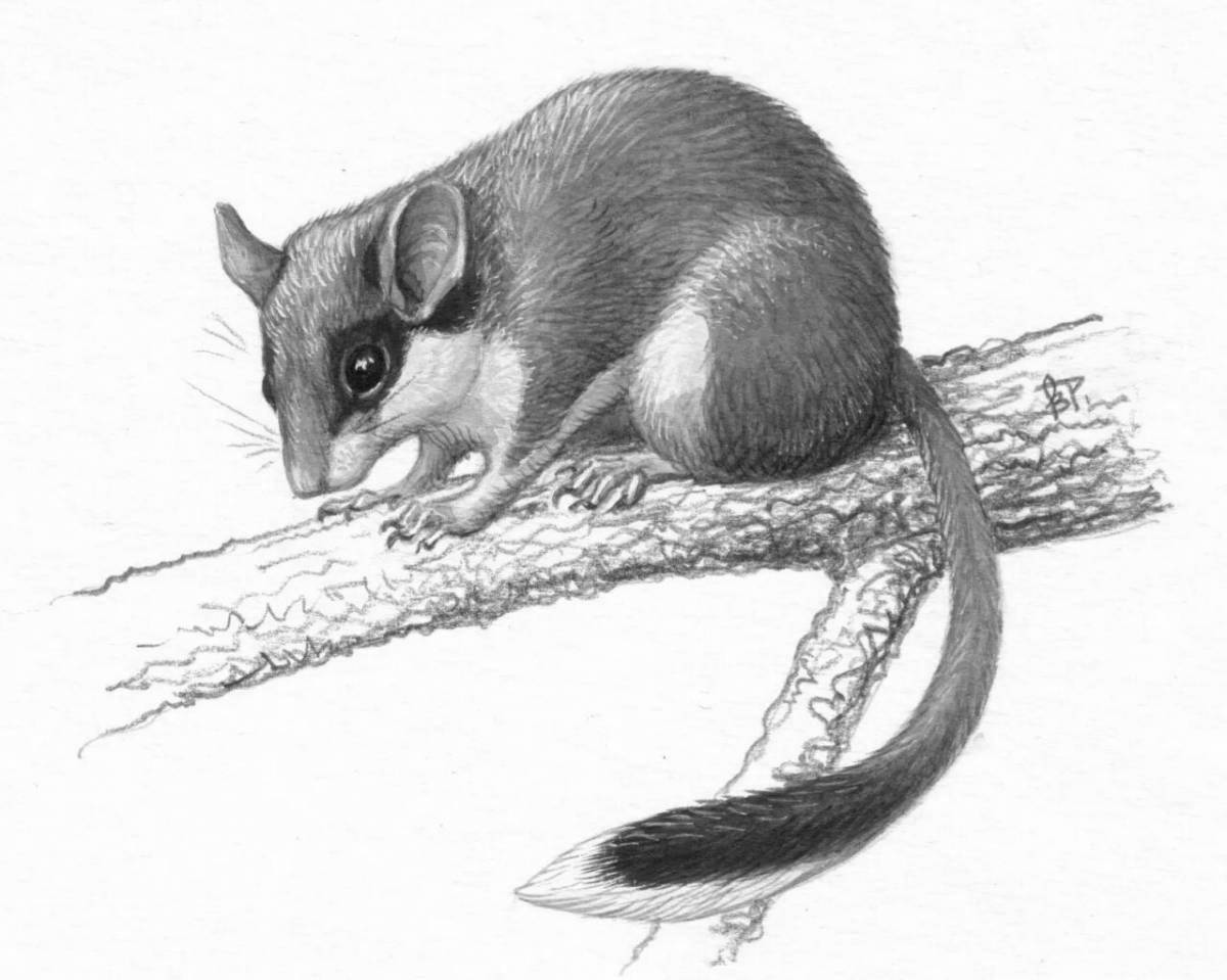 Coloring fairy tale forest dormouse