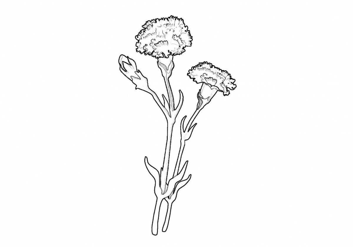 Exquisite carnation coloring book