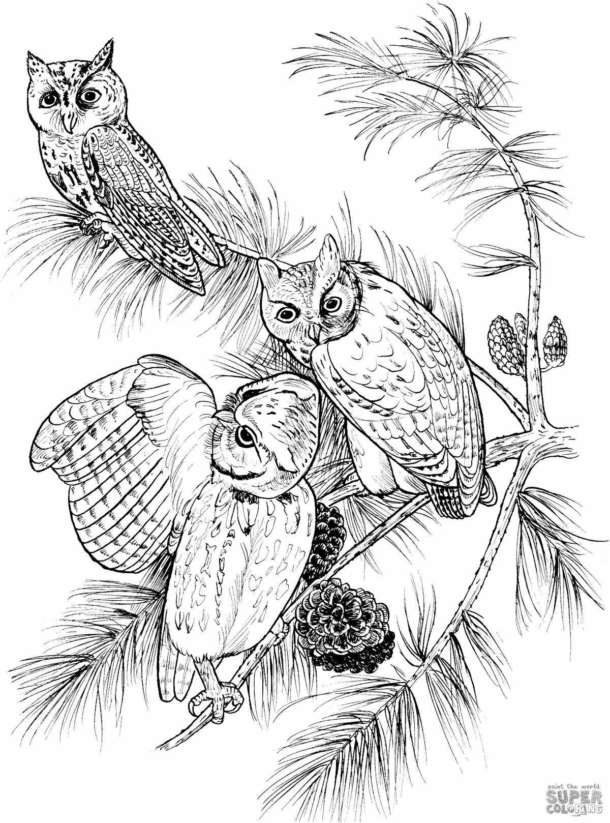 Coloring book gorgeous long-eared owl
