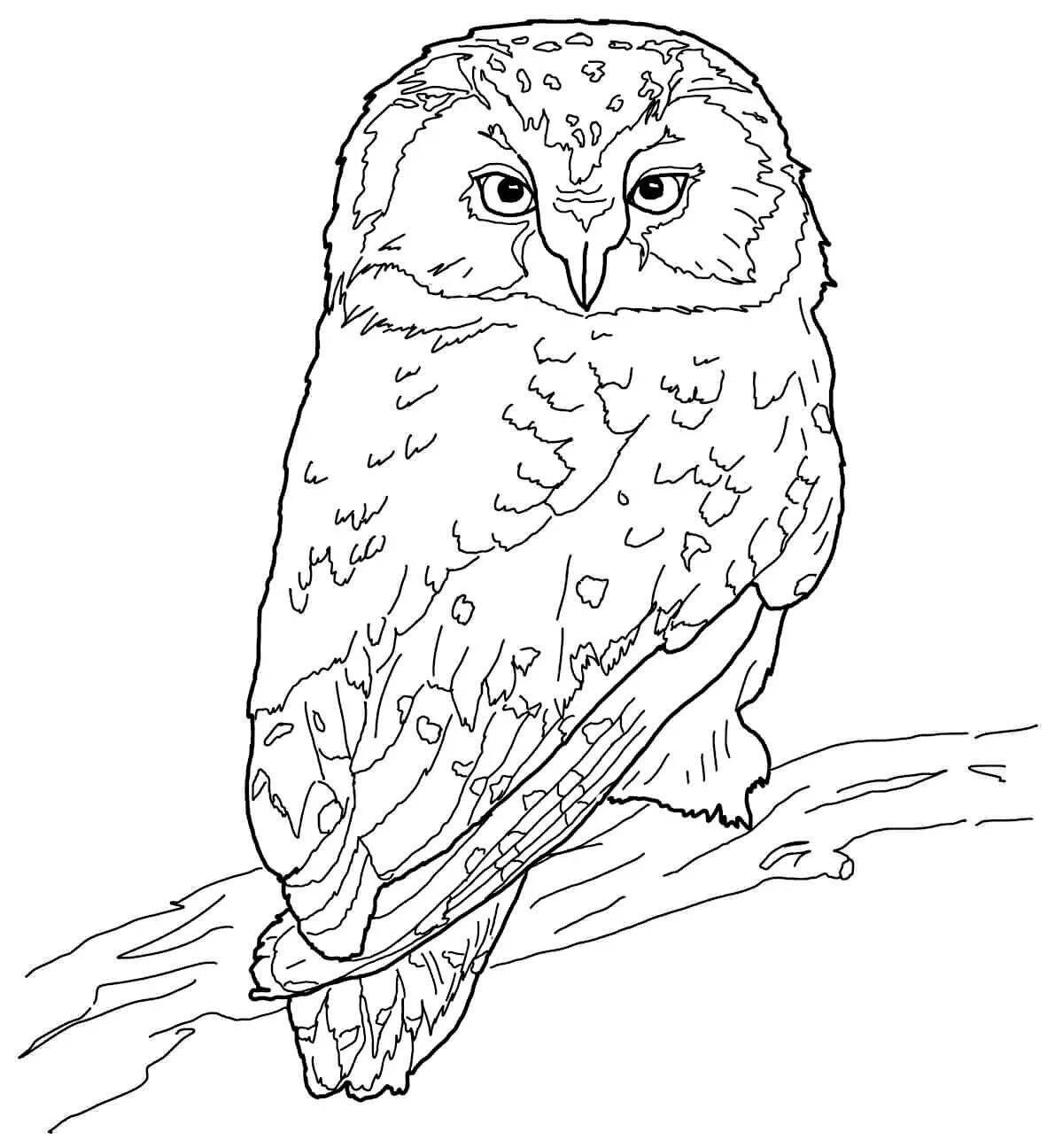 Coloring book bright eared owl