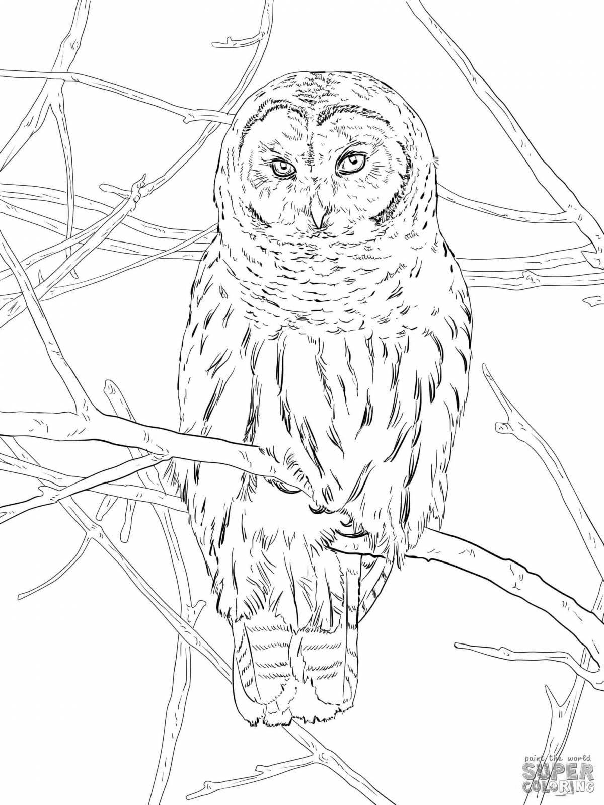 Large eared owl coloring book