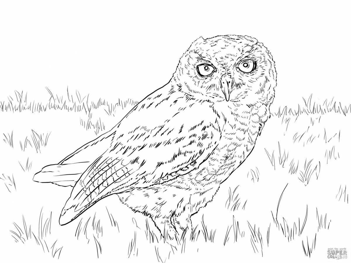 Shiny long-eared owl coloring book