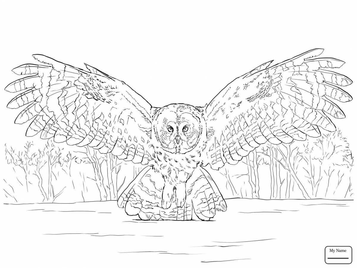 Coloring book exotic long-eared owl