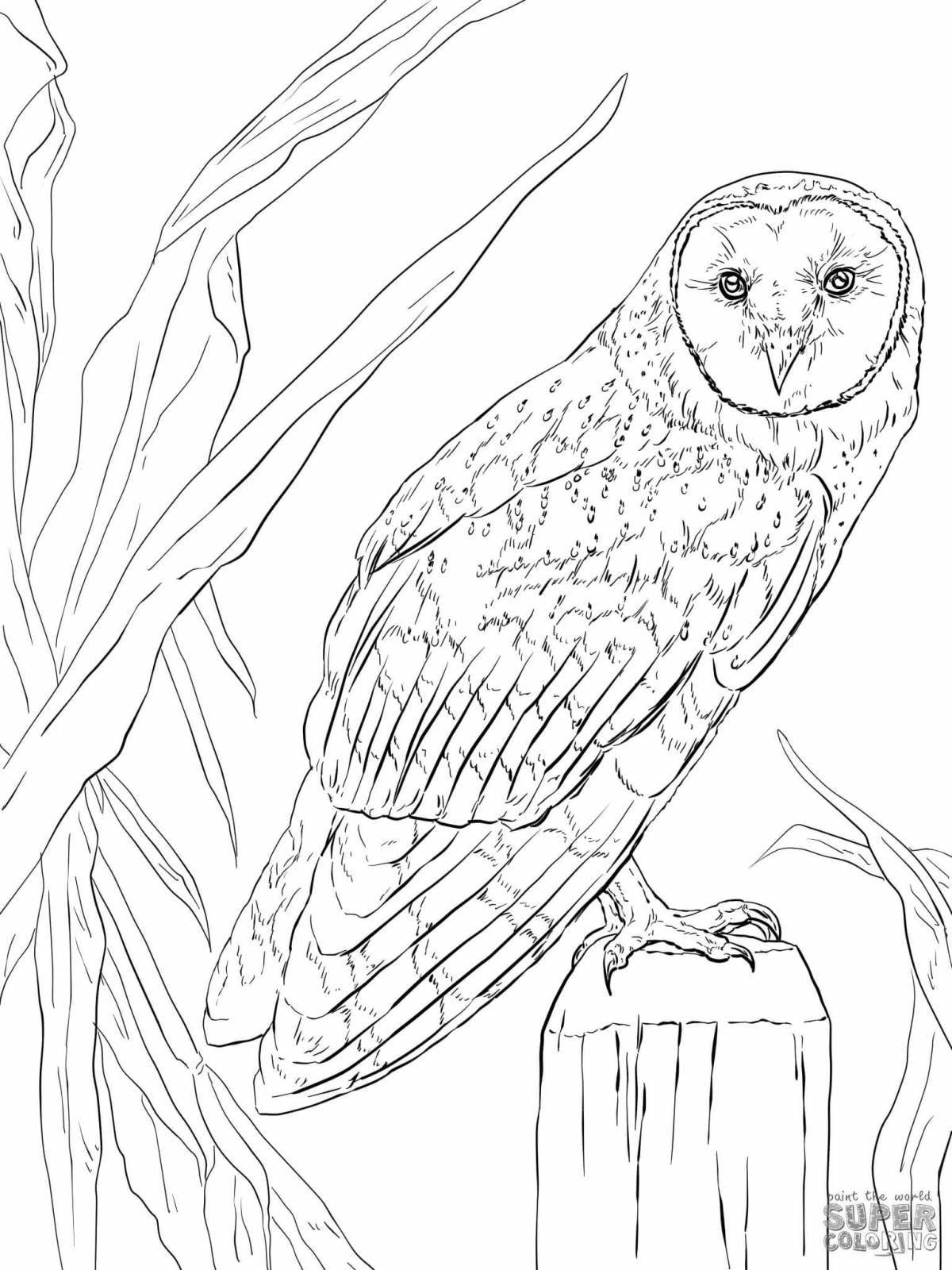 Delightful long-eared owl coloring book