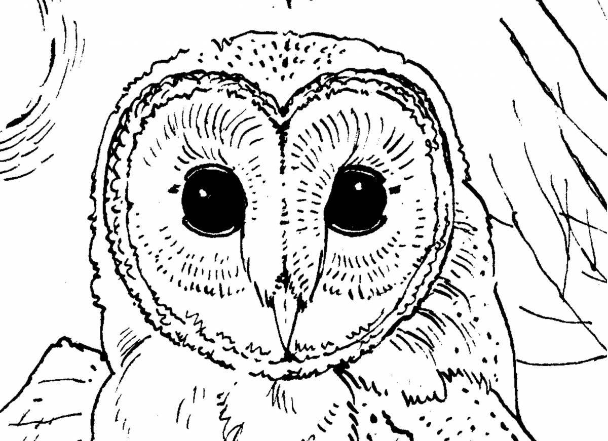 Coloring book cute long-eared owl