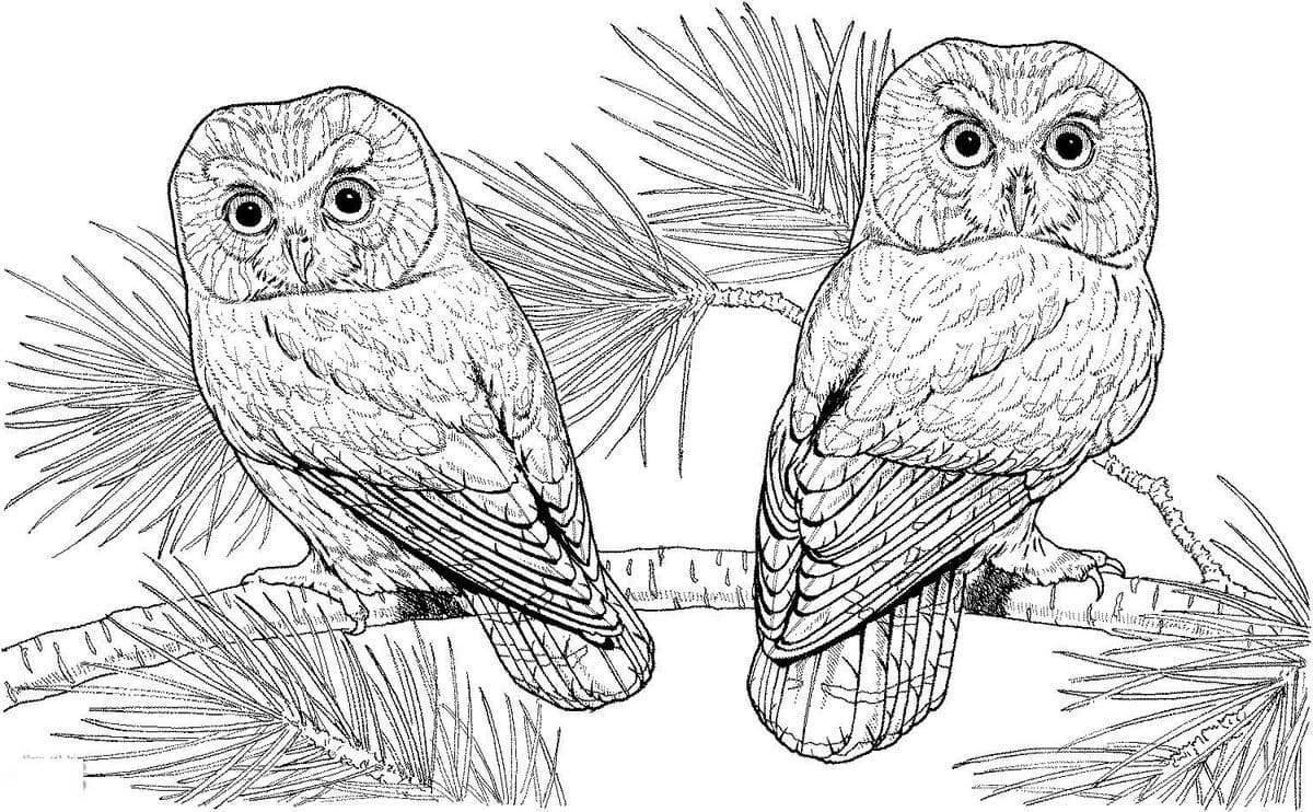 Coloring book spectacular long-eared owl