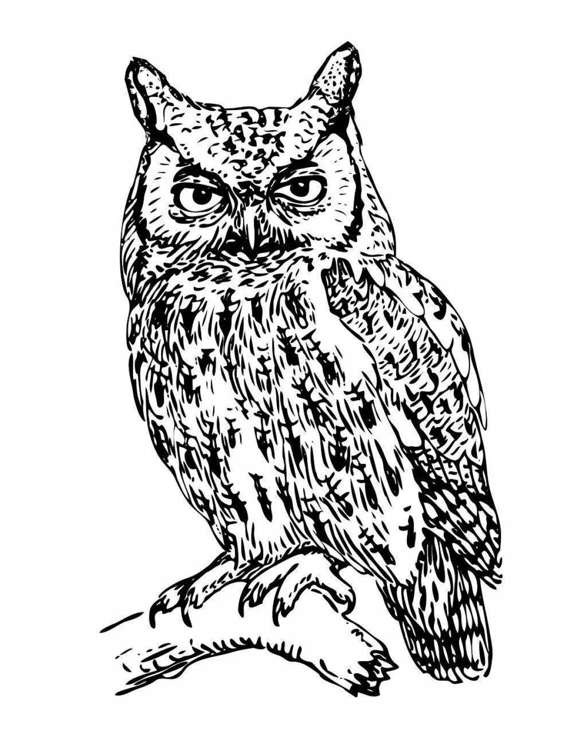 A wonderful long-eared owl coloring book