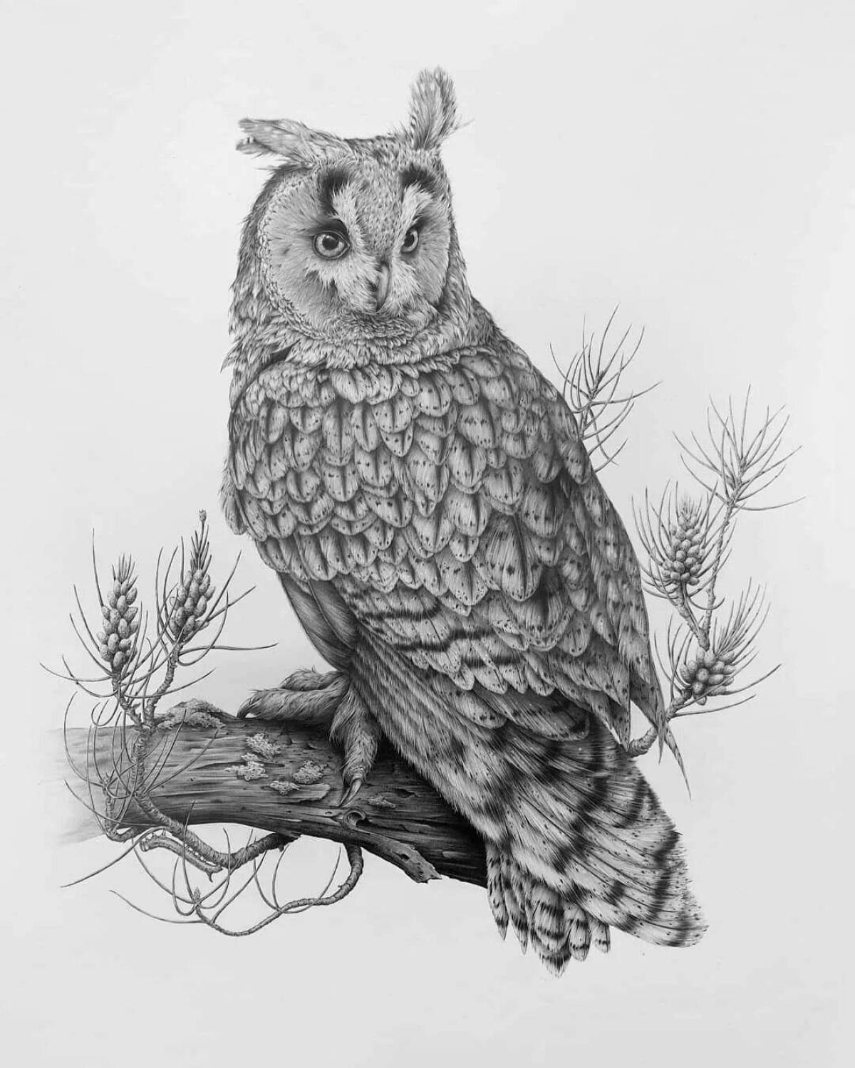 Impressive long-eared owl coloring page