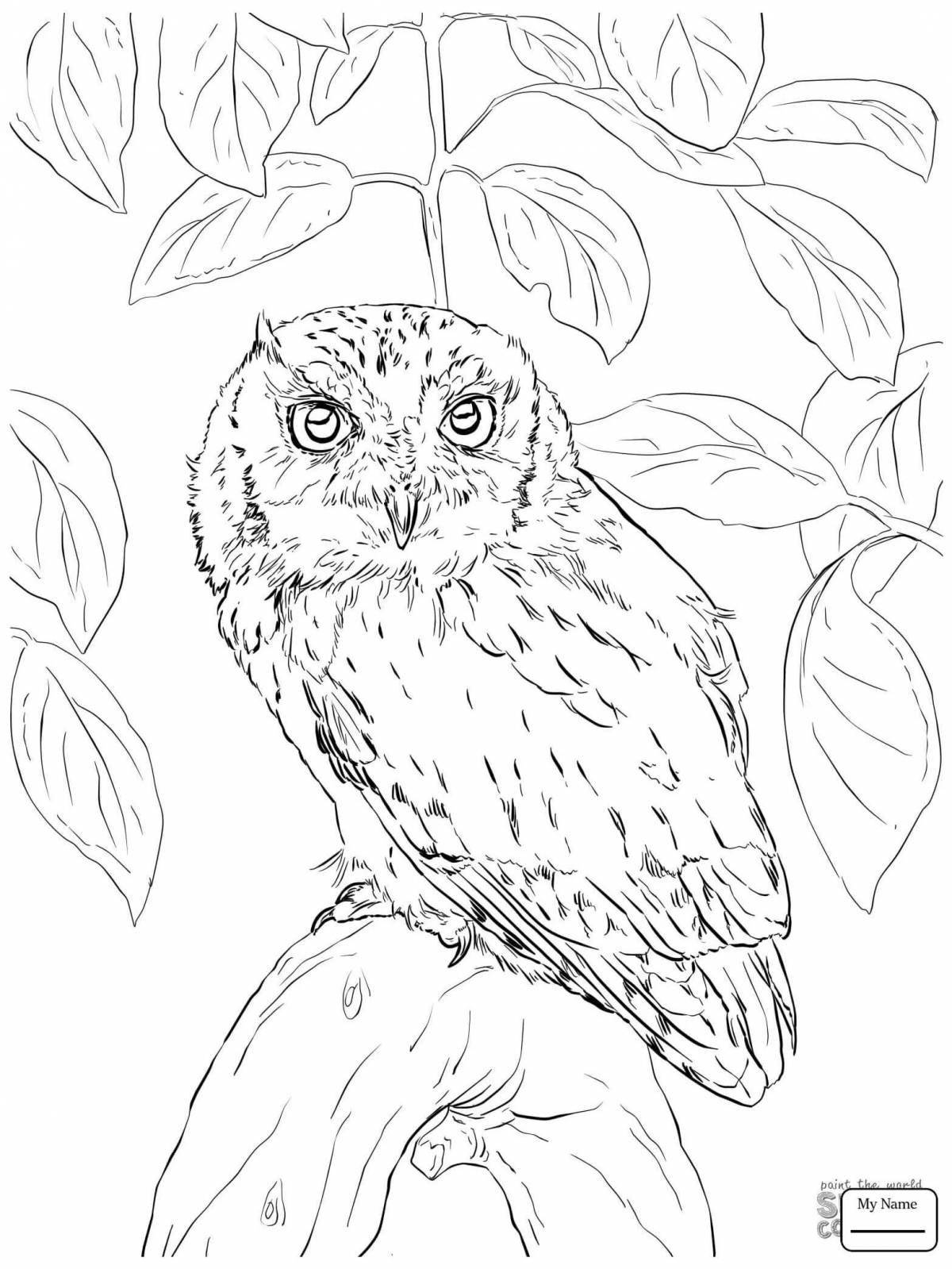 Coloring book beautiful long-eared owl