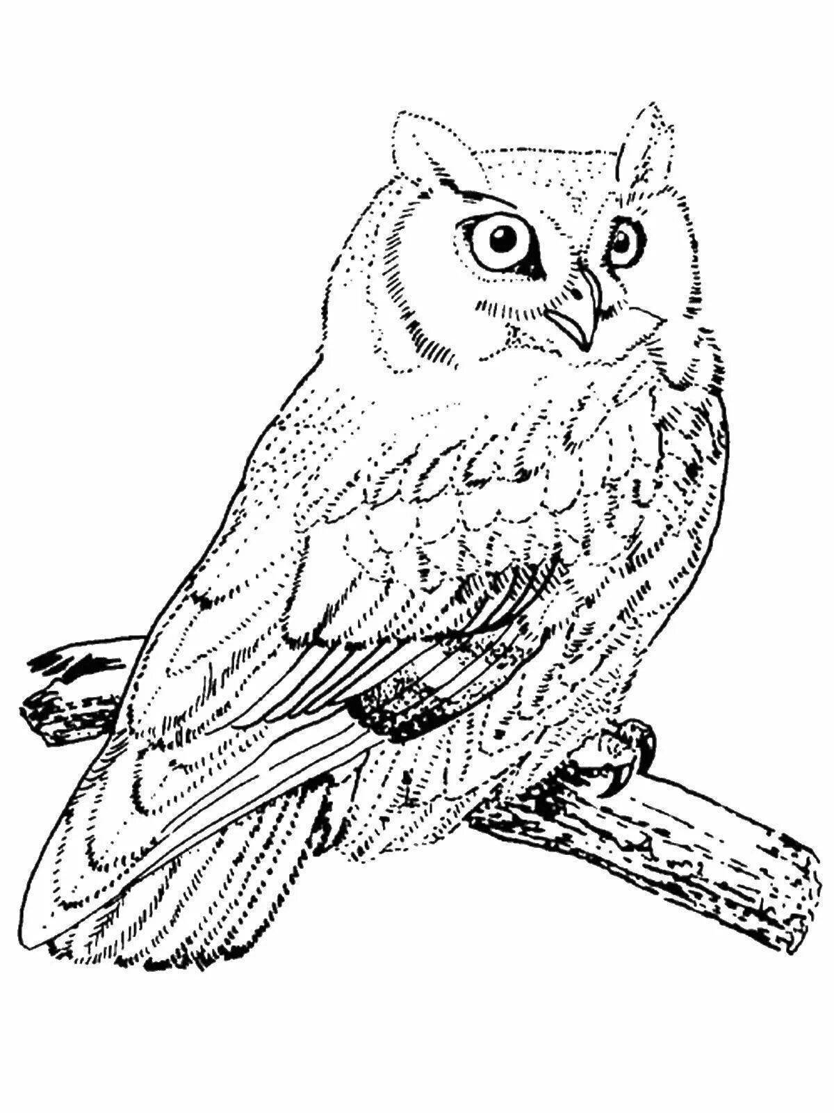 Coloring book divine long-eared owl