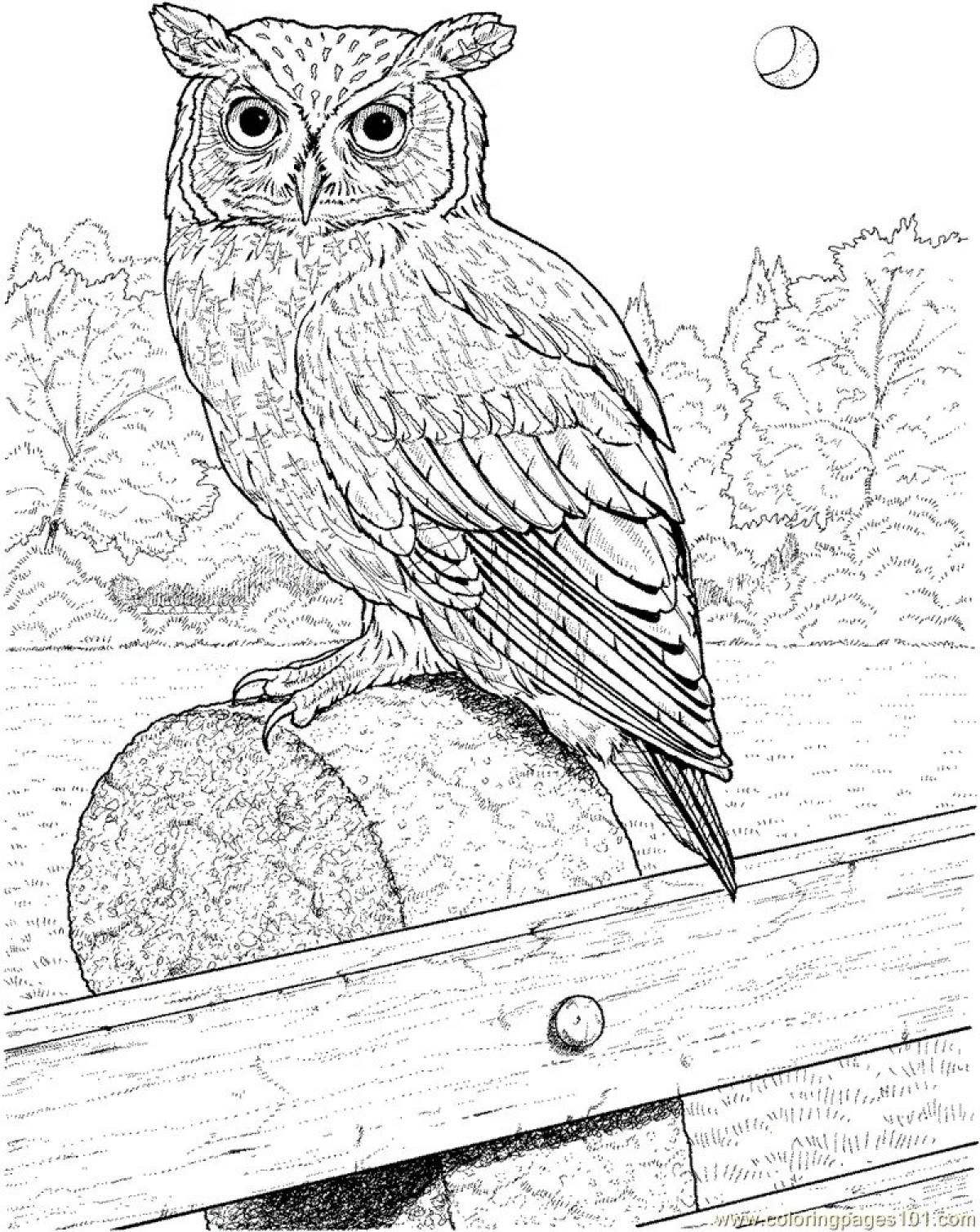 Coloring book magnanimous long-eared owl