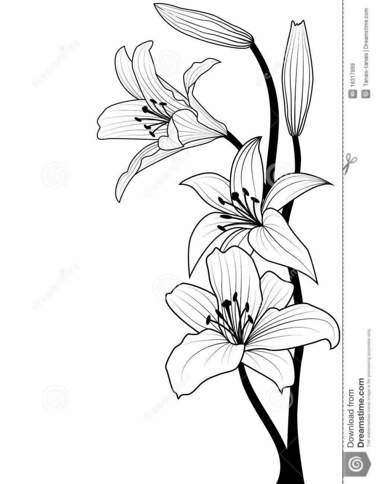 Раскраска очаровательная лили саранка