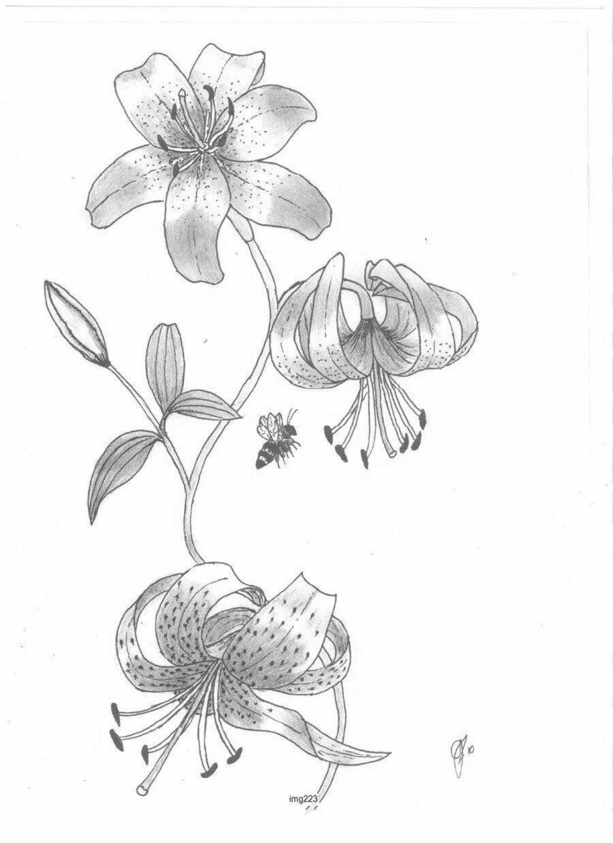 Coloring funny lily saranka