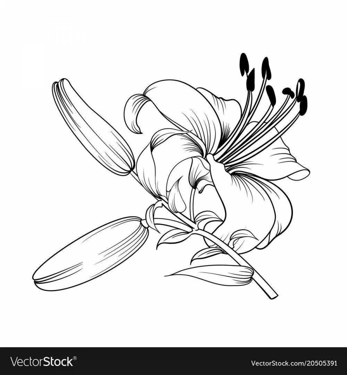 Coloring playful lily saranka