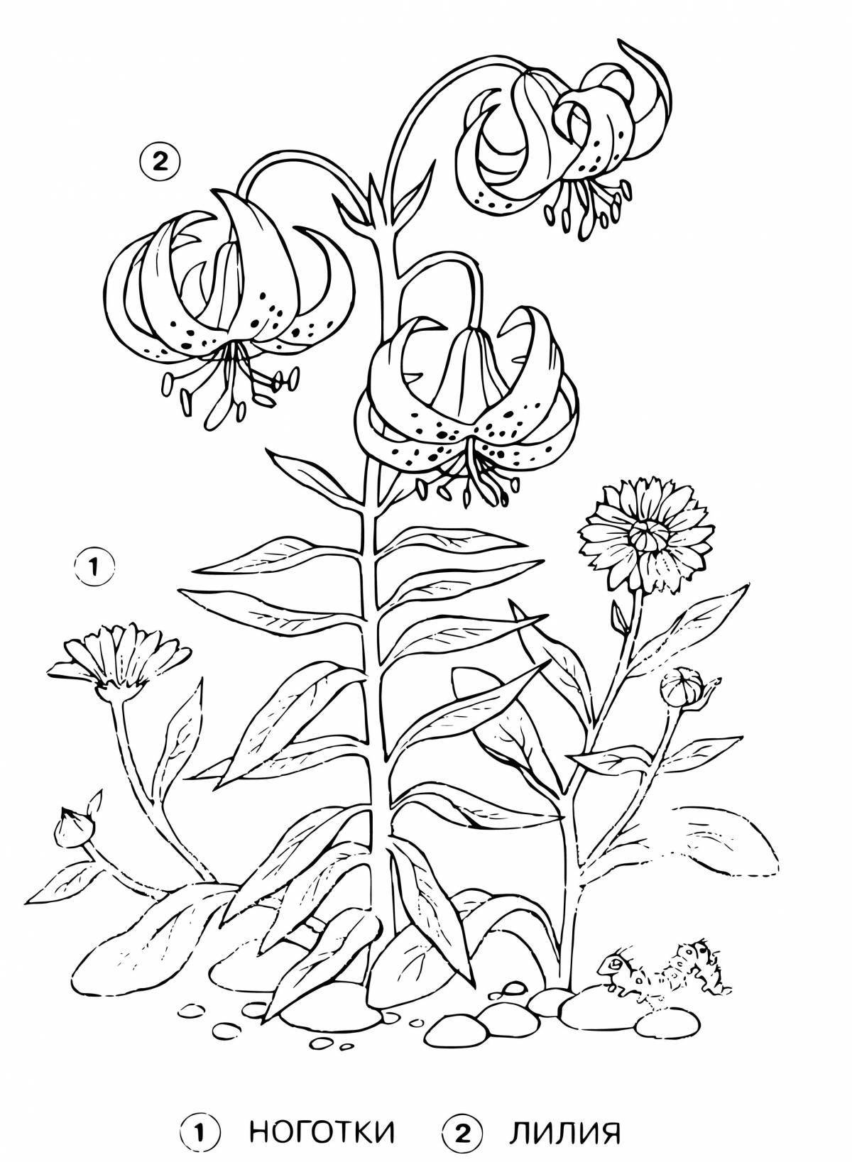 Exquisite lily saranka coloring book