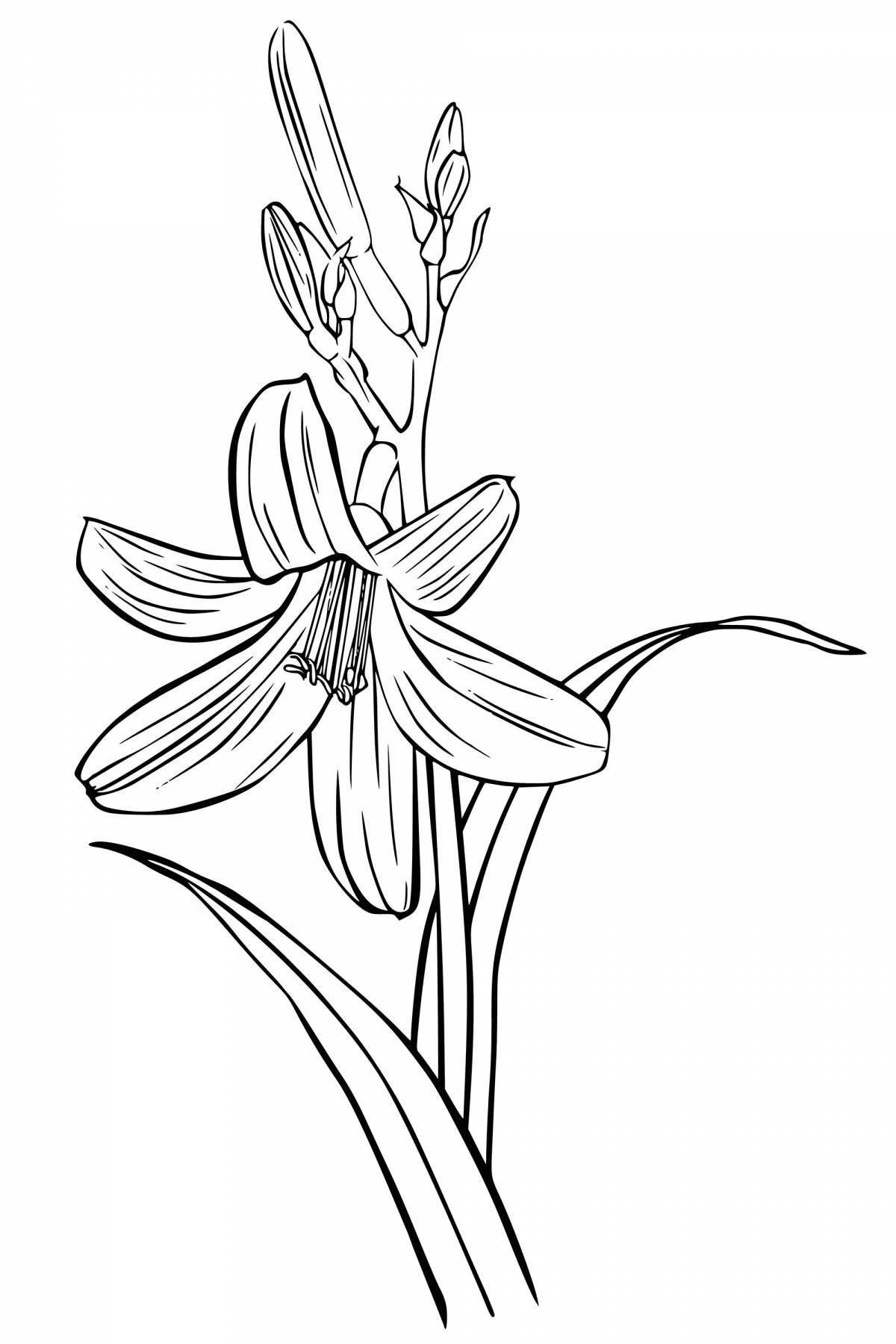 Очаровательная лили саранка раскраска