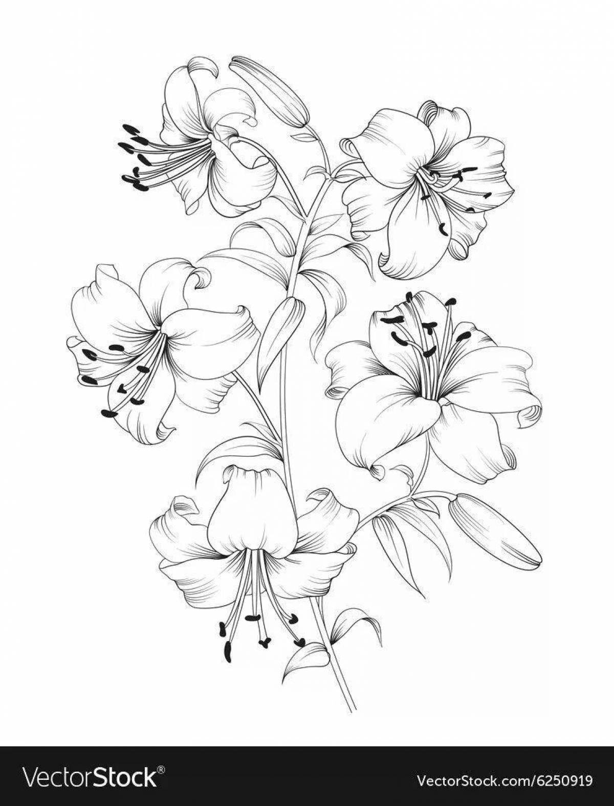 Coloring wild lily saranka