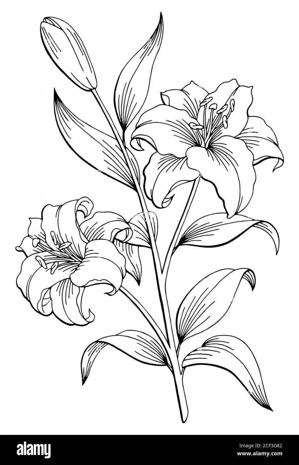 Раскраска живая лили саранка