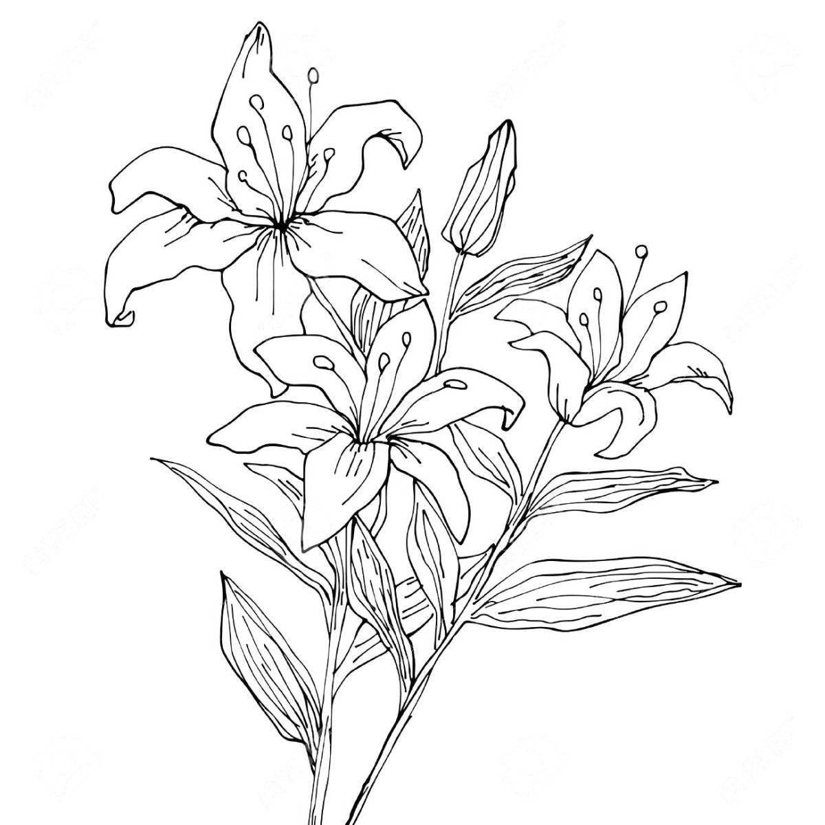 Fun coloring lily saranka