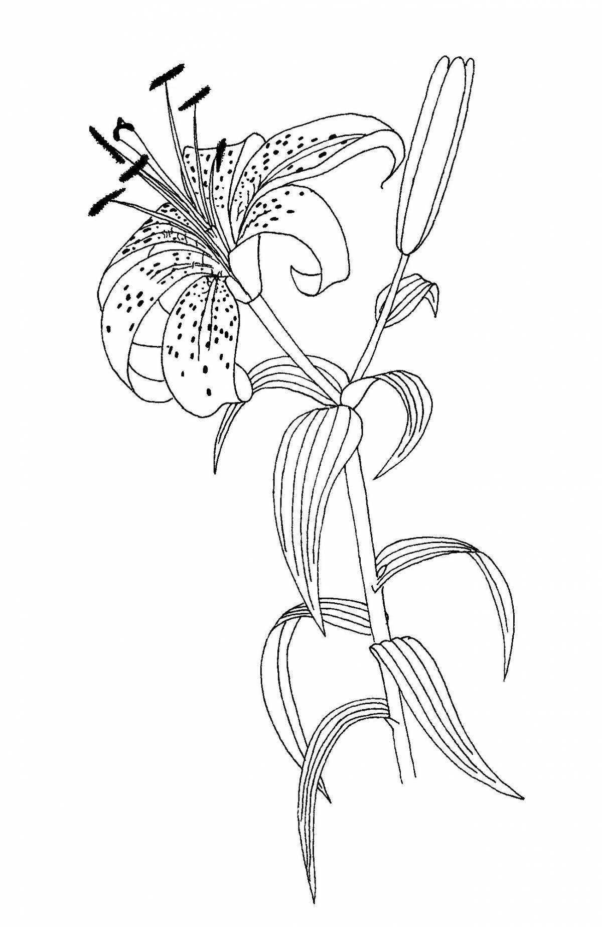 Блестящая лили саранка раскраска страница