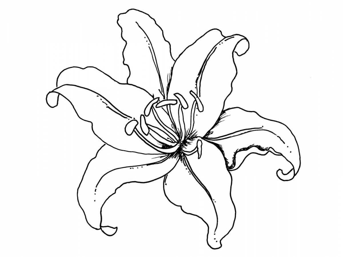 Coloring exotic lily saranka