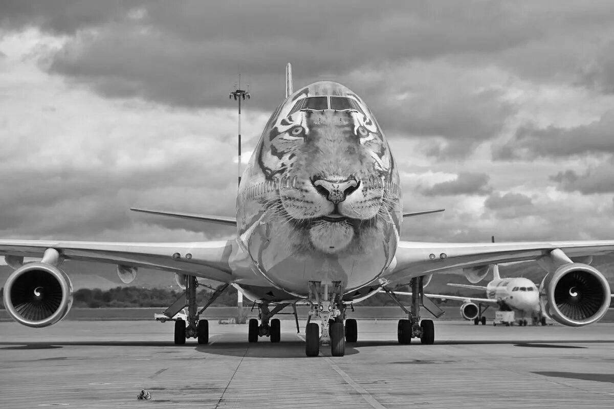 Раскраска величественный самолет российских авиалиний