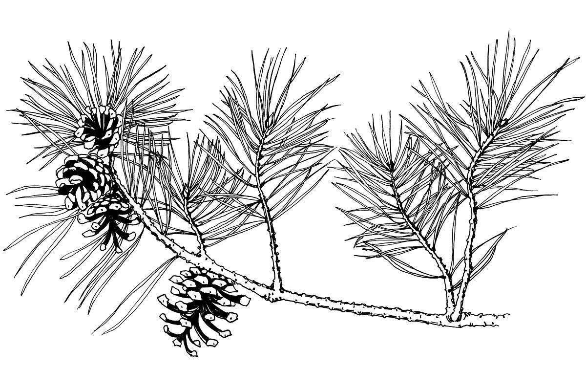 Fluffy cone on a branch