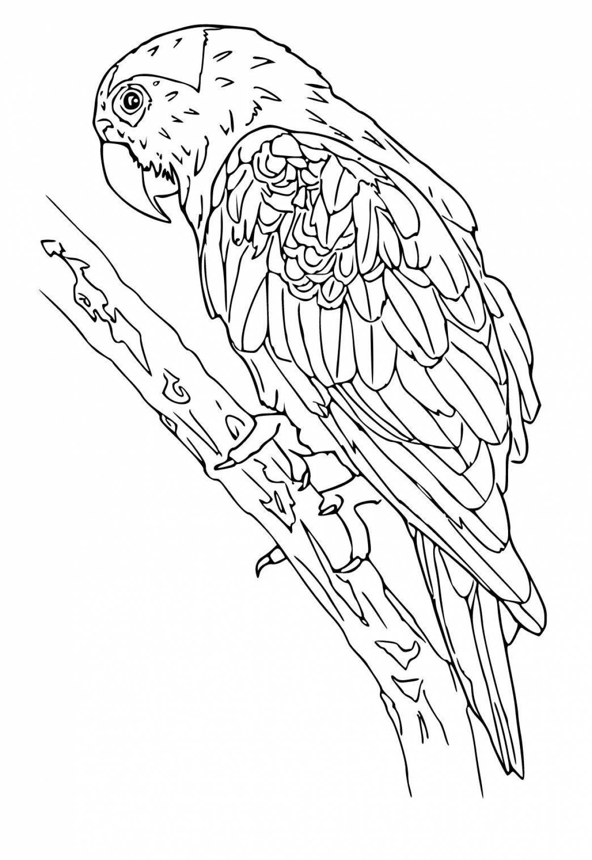 Раскраска причудливый попугай по номерам