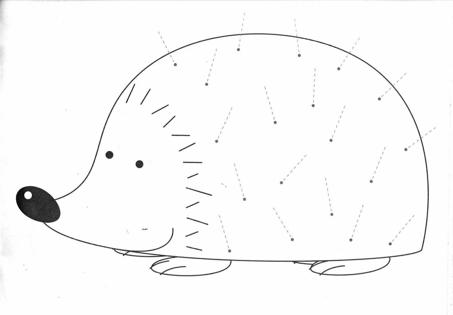Hedgehog without spines #1