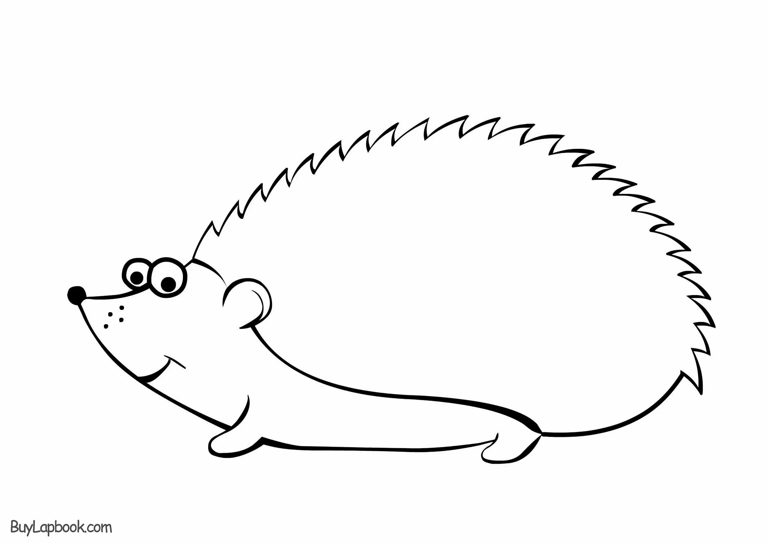 Hedgehog without spines #4