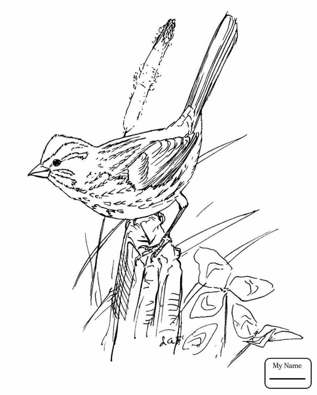 Coloring book playful disheveled sparrow